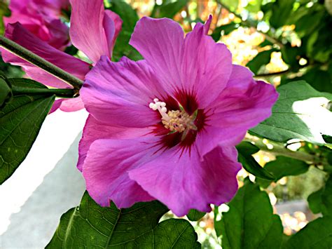 Hibiscus at Bert Ernste Utrecht São Paulo weblog