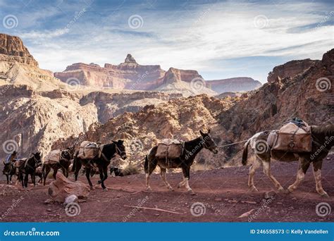 Two Pack Mules Tied Grazing In Taullipampa Camp On The Trekking Of The