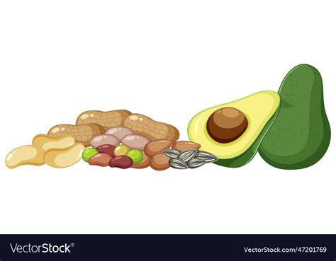 Vitamin E Rich Foods Royalty Free Vector Image