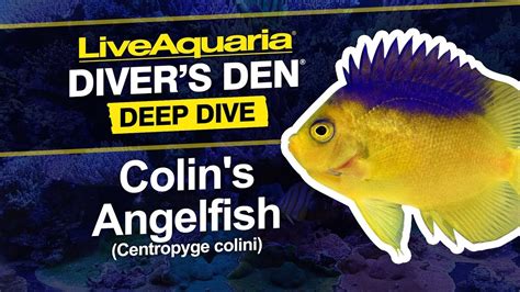 Liveaquaria® Divers Den® Deep Dive Colins Angelfish Centropyge