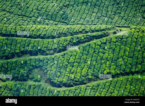 Tea gardens, Munnar, Kerala, India, Asia Stock Photo - Alamy