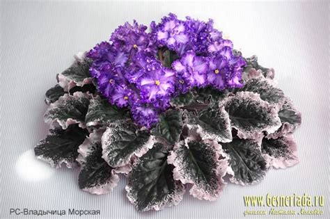 РС-Владычица Морская: Узамбарская фиалка. Фото, описание, цены ...