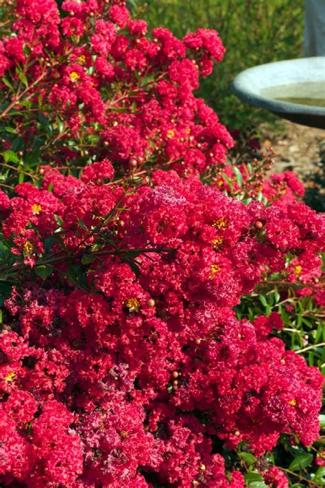 Cherry Dazzle® Dwarf Crape Myrtle Lagerstroemia Hybrid Gamad I