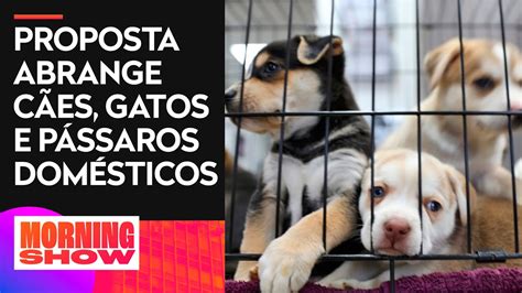 Alesp Aprova Lei Que Pro Be A Venda De Animais Em Pet Shops E Sites