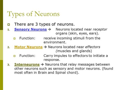 Neuron Types And Functions