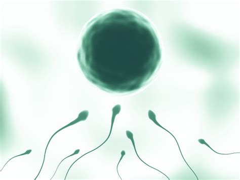 Premium Photo 3d Rendering Sperm And Egg Cell Science Content