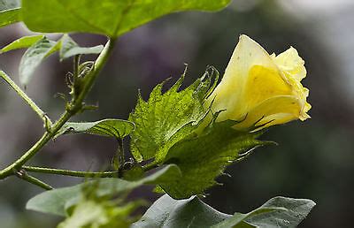 Gossypium Arboreum TREE COTTON SEEDS EBay