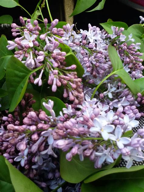 Fleuriste Isabelle Feuvrier A Pontivy 56