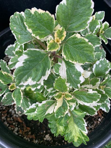 Swedish Ivy "Marginatus Variegated" | Ivy plants, Plants, Large plants