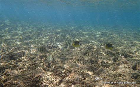 Snorkeling in Ke'e Beach, Kauai | Snorkeling in Hawaii