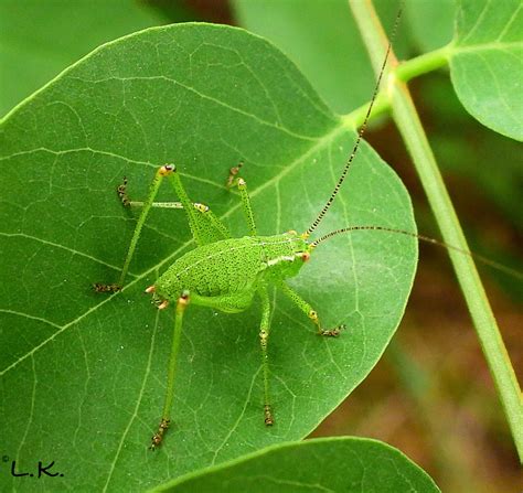 Punktierte Zartschrecke Leptophyes Punctatissima Flickr