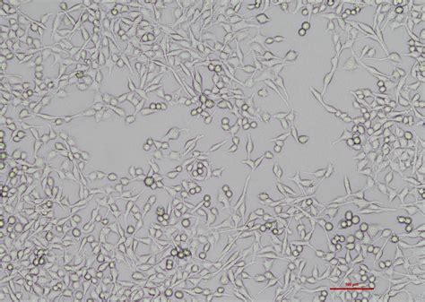 大鼠雪旺细胞 Rsc96（种属鉴定正确）细胞系细胞库旗赛生物科技（武汉）有限公司