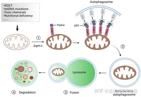 国自然热点：线粒体质量控制之「线粒体自噬」 知乎