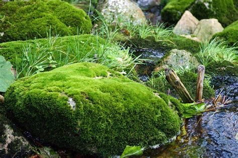 Moss Garden Ideas