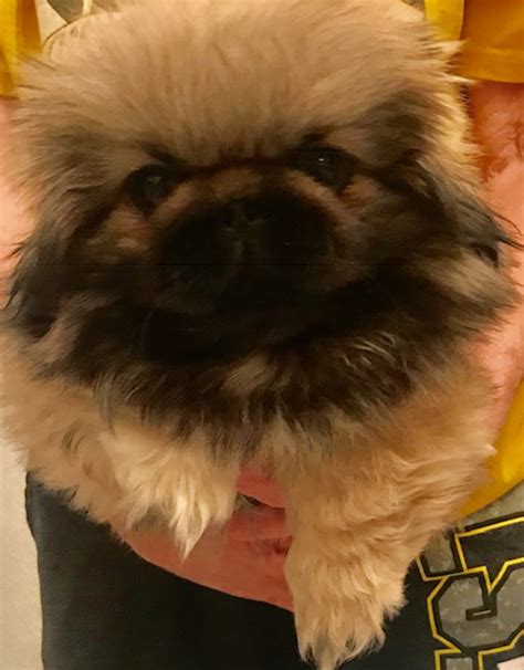 Puppies Happy Tail Pekingese