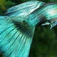 Moscow Blue Green Guppy Fancy Guppies Poecilia Reticulata Tank Facts