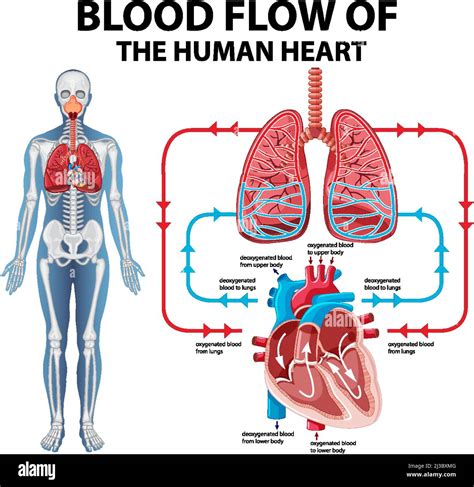 Diagrama Que Muestra El Flujo Sanguíneo De La Ilustración Del Corazón