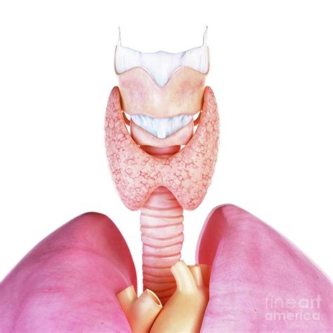 Illustration Of The Human Thyroid Gland And Larynx Photograph by Sebastian Kaulitzki/science ...