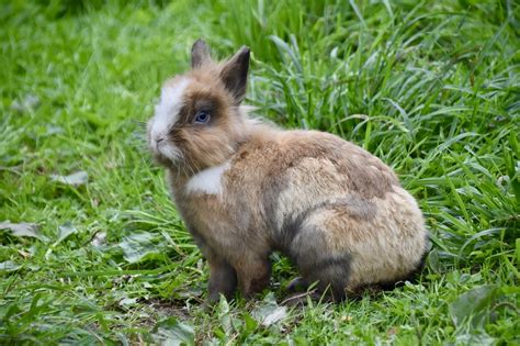 Le Lapin Mâle Ou Femelle Voici Comment Savoir