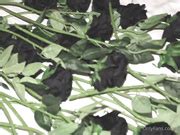 Lana Rhoades Dildo Fucking Machine