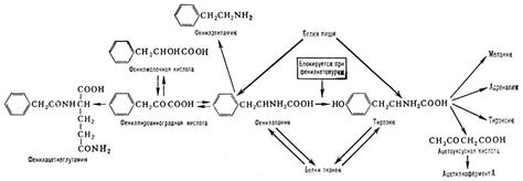 Фенилаланин