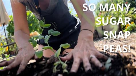 Planting Sugar Snap Peas For Fall And Winter Harvest Youtube