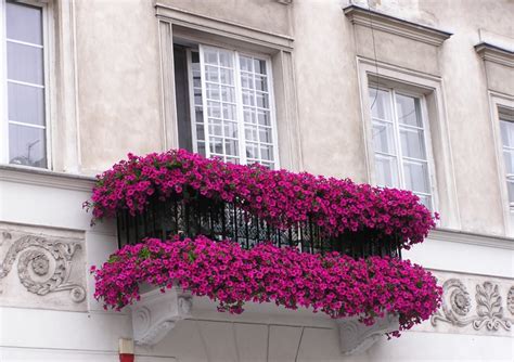 Fleurs de balcon en plein soleil idées sur les arrangements