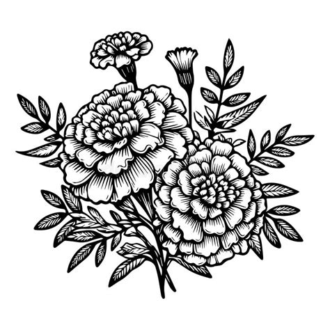 Topical Marigold Flower Line Drawing Marigold Vector Sketch Line Art