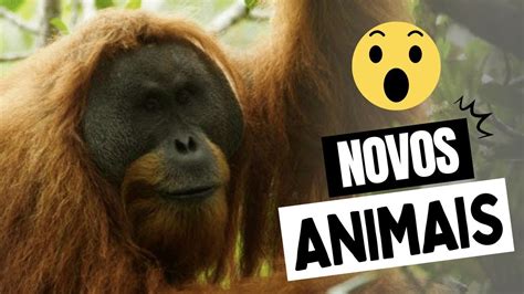 10 Animais Descobertos Recentemente YouTube