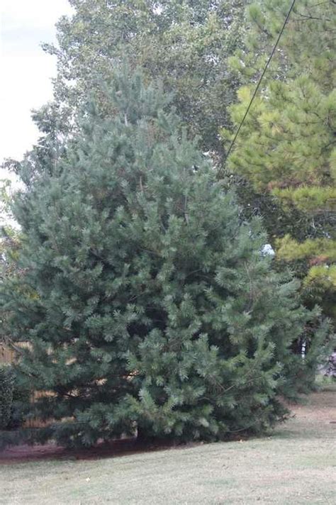 Pinus Flexilis Vanderwolf S Pyramid Landscape Trees Landscape Plants