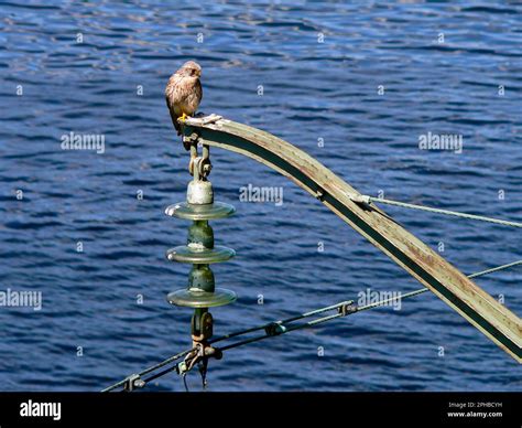 A Bird Of Prey An Adult Female Common Kestrel Falco Tinnunculus Is