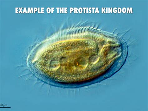 Protista Kingdom And Fungi Kingdom by brettd_russell