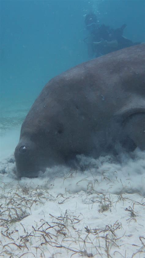 Dugongs Of El Nido And Coron Treasures Of The Palawan Waters Palawan