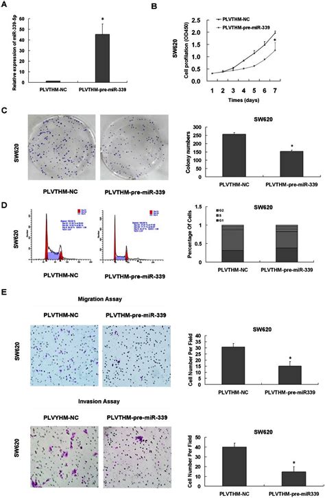 A The Expression Of Mir P Was Analysis In Sw Cells Infected