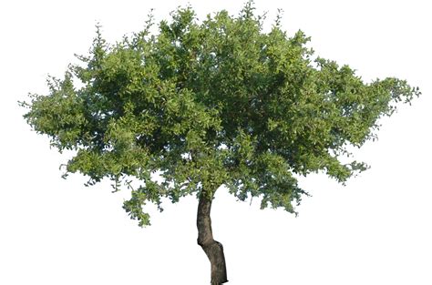 tree  png  transparency  bupaje  deviantart