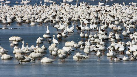 Snow Geese Migration Is An Extraordinary Sight To See In Lancaster