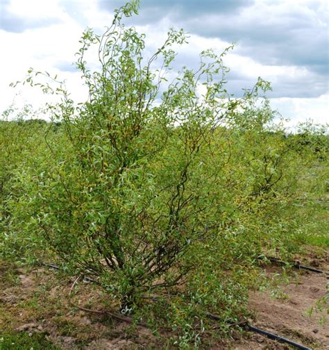 Ива "Свердловская Извилистая-1" купить по цене 850 рублей от питомника ...