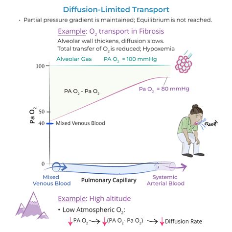 Physiology Glossary Diffusion Limited Oxygen Transport Ditki Medical