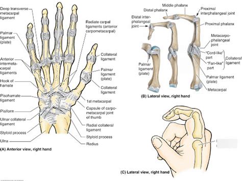 Metacarpophalangeal Joints