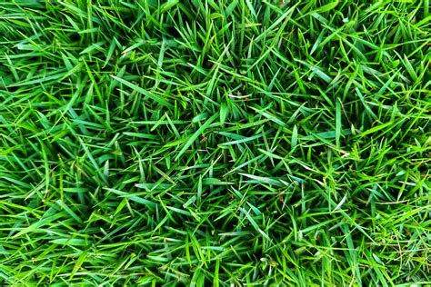 9 Most Common Types Of Grass—and Choosing The Best For Your Yard