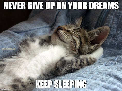 sleeping cat Memes - Imgflip