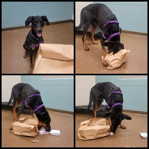 how to enrich my dogs life