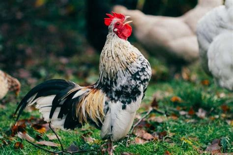 Serama Chicken The Tiny Chicken My Chicken Guide