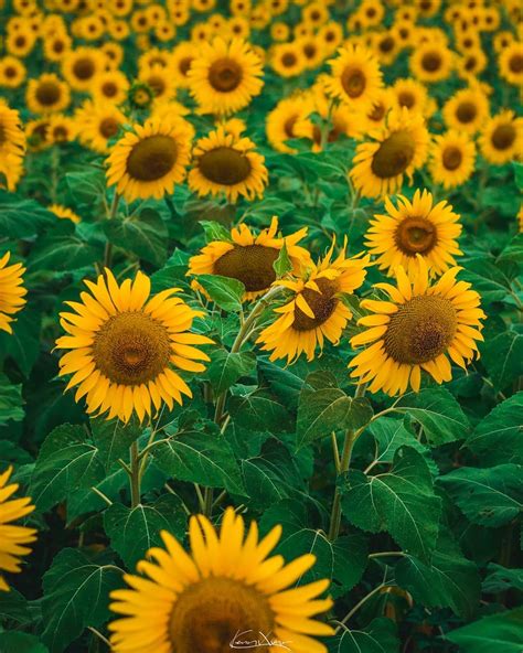 Pin On Sunflowers