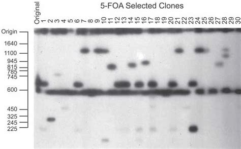 Analysis Of Yeast Artificial Chromosomes Yac Size By Pulsed Field Gel