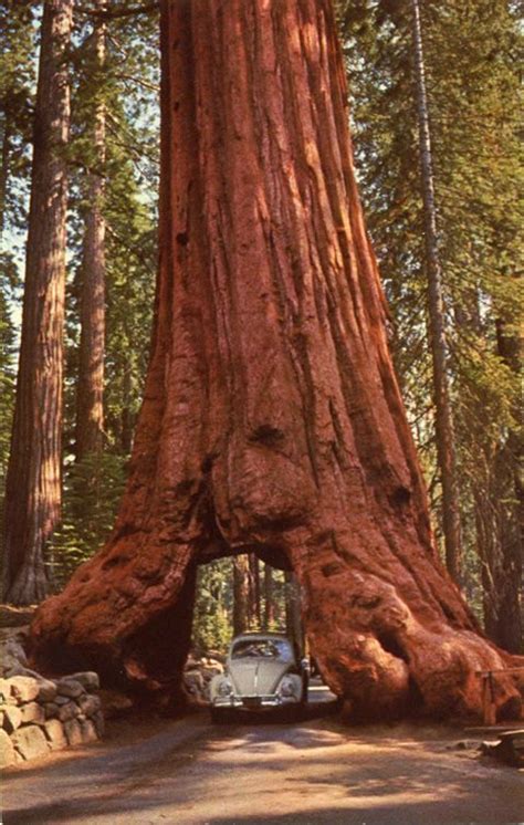 Mariposa Grove Of Giant Sequoias National Parks Best Honeymoon