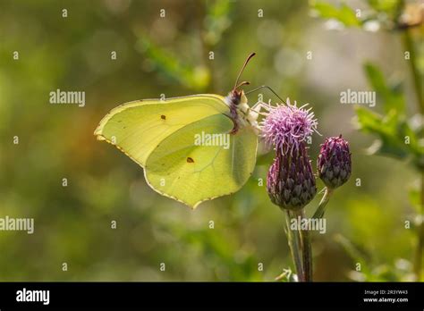 Gonepteryx Rhamni Zitronenfalter M Nnchen Gonepteryx Rhamni Known