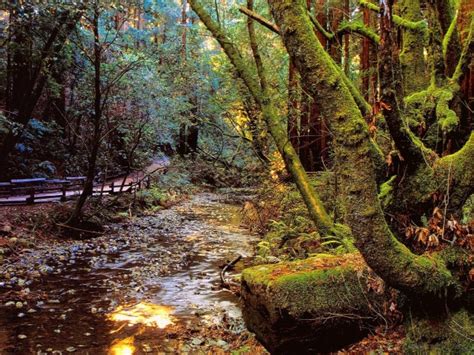 Astonishing Photos Of Paths In The Forest Top Dreamer