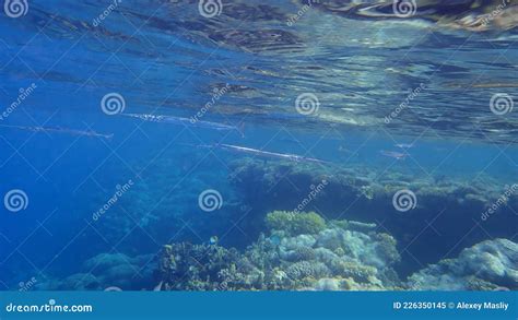 Red Sea Houndfish Tylosurus Choram Undersea Red Sea Egypt Sharm El