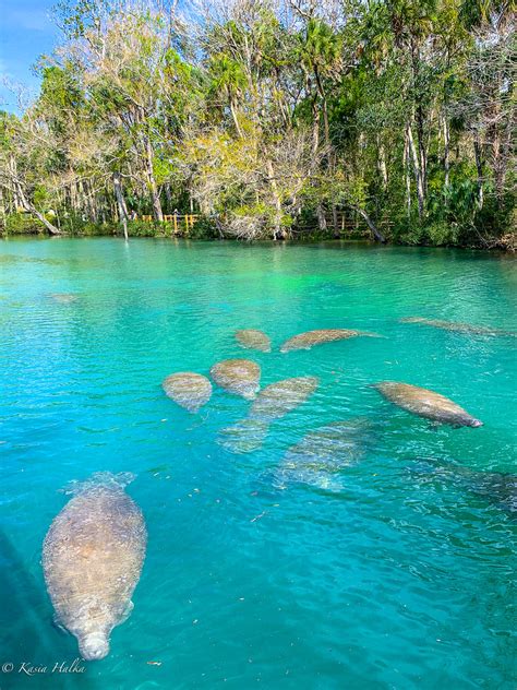 Manatees 3196 Homosassa Springs Wildlife State Park Homosa Flickr